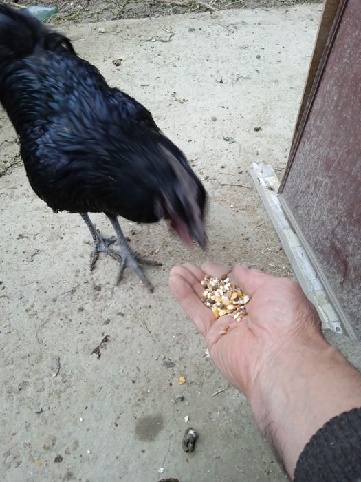 Loy ustida yalangoch qiz