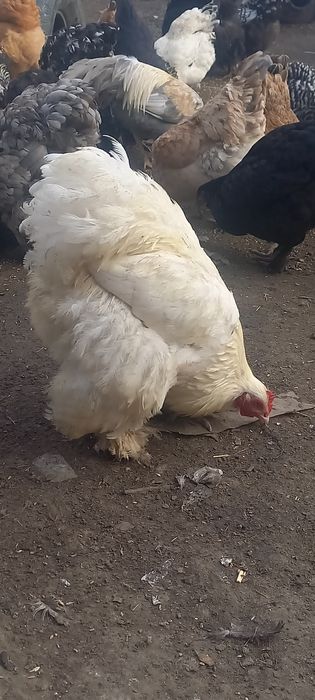 Продам инкубационное яйцо