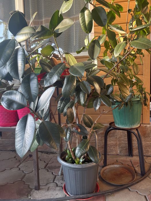 Фикус. Комнатные растения