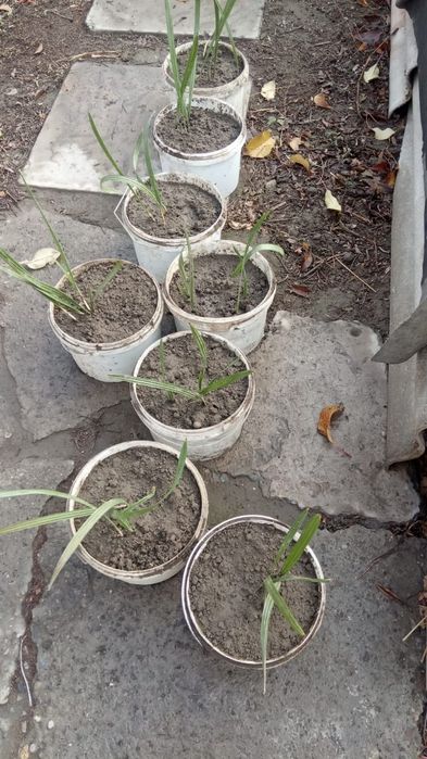 Дерево финиковое