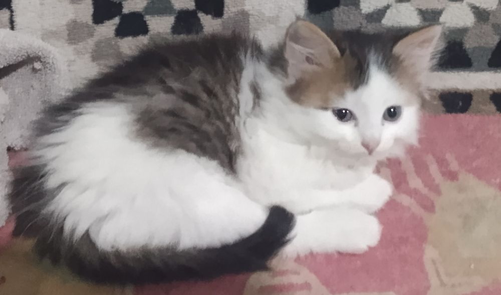 Отдам котят красивые