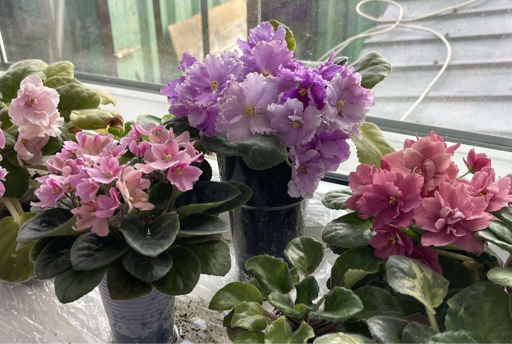 Продам цветущие сортовые фиалки!