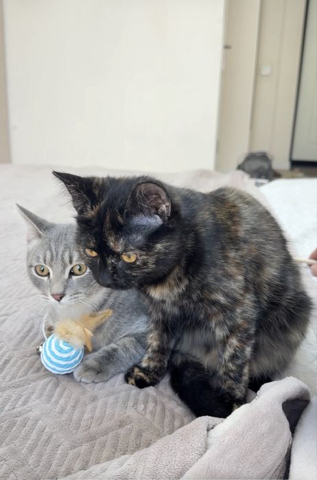 2 котенка мальчик и девочка