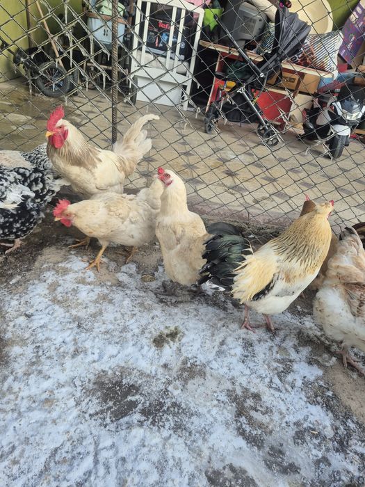 Куры домашний жас тауыктар