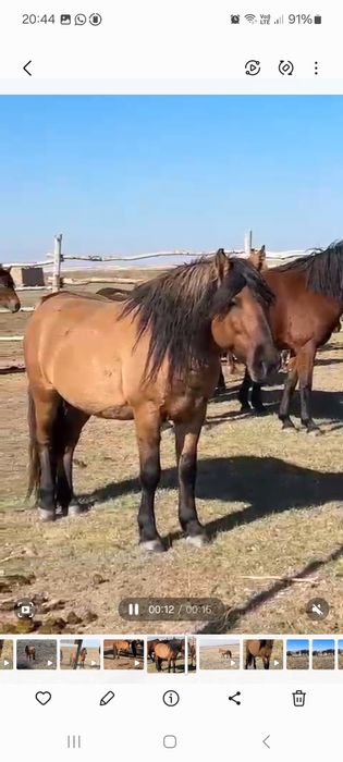 Мугалжар айгыр 10 жасар