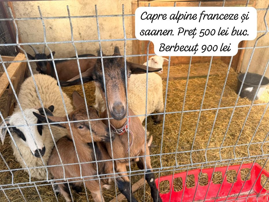 Animale pentru gospodarie,microferma