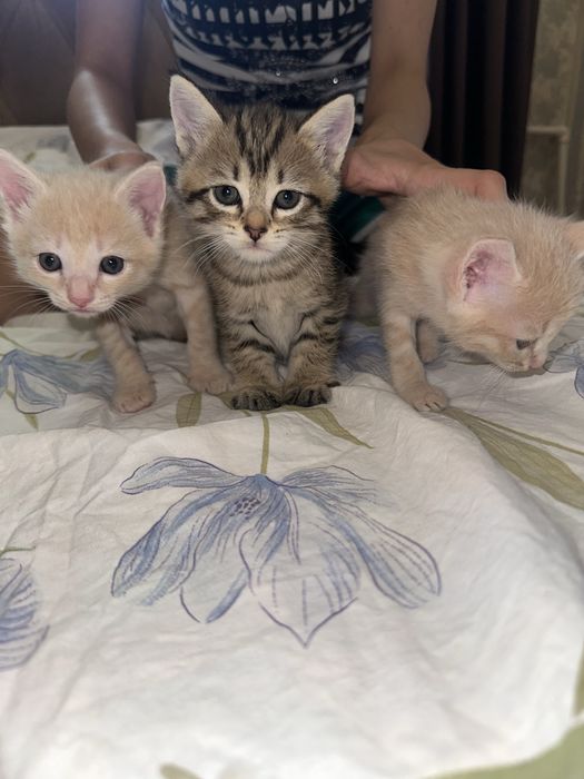 Отдам котят в хорошие руки