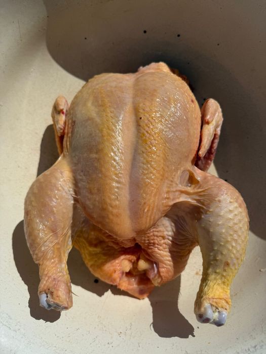 Куры домашние бройлеры