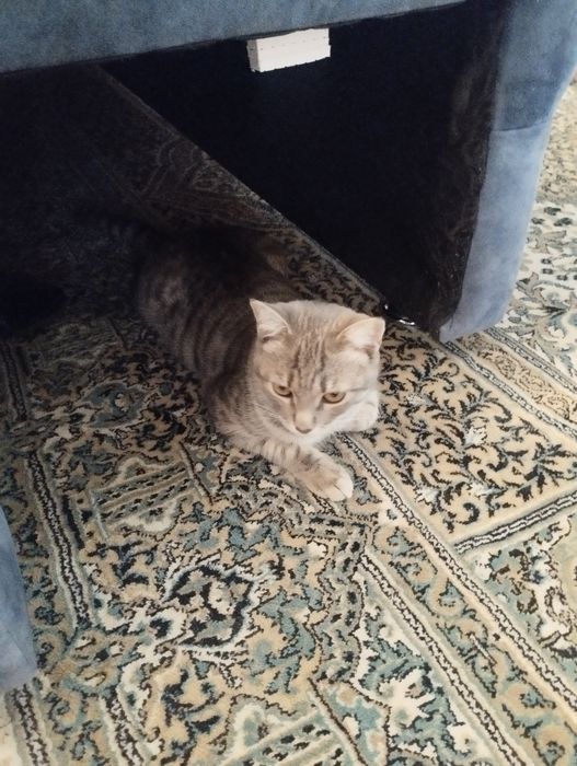 Отдам котёнка 7-месяцев