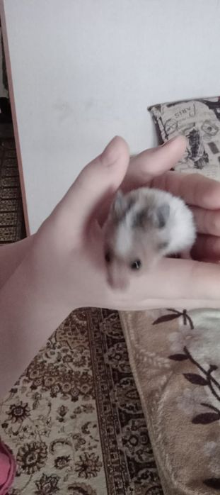 Отдам даром сирийских хомяков