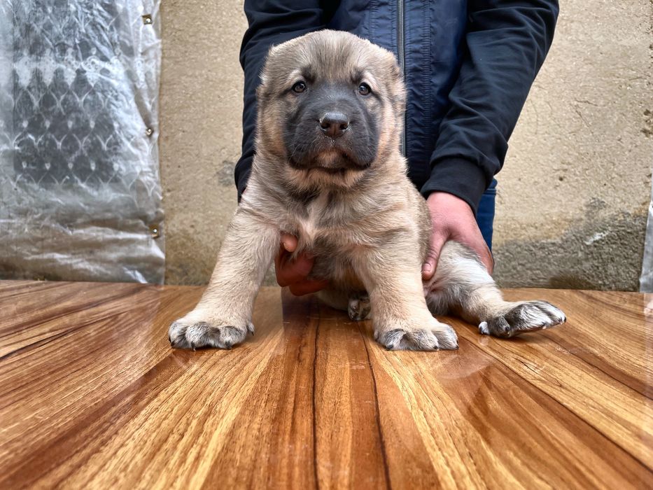 Щенок Турецкого Кангала ( чистокровный )