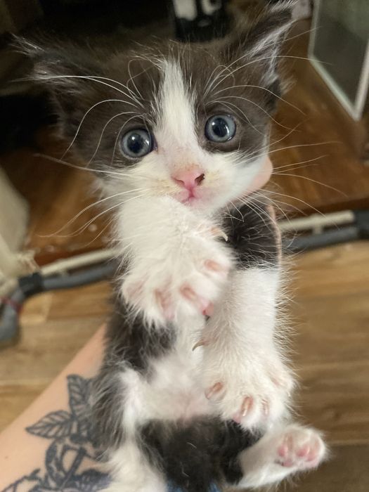 Отдам котят в добрые руки