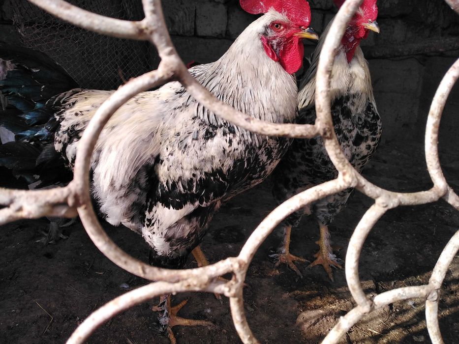 Брама товук тухумлари сотилади