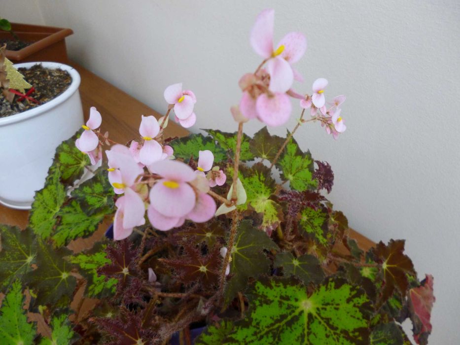 Panasonic Lumix DMC-FS18  16 MPx