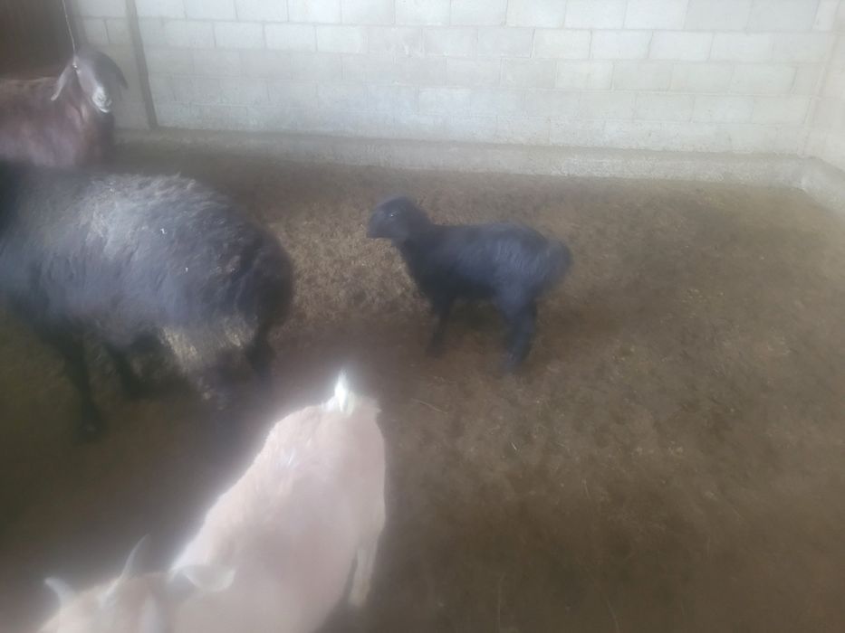 Козы козы козы козы