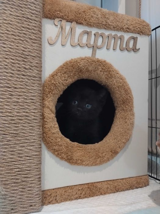 Таби британски котенца и тъмен шоколад