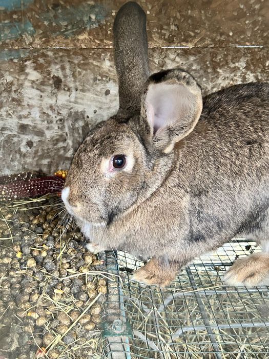 Iepuri mari pret 80 de lei de rasa