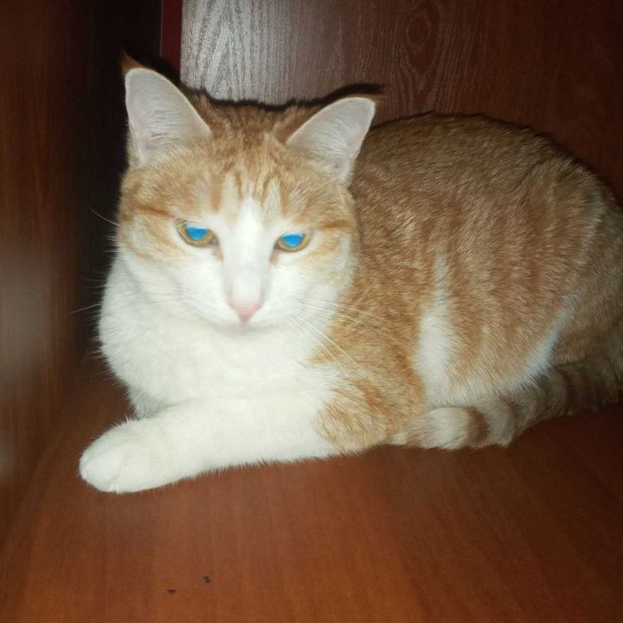 Кошечка рыже-белая