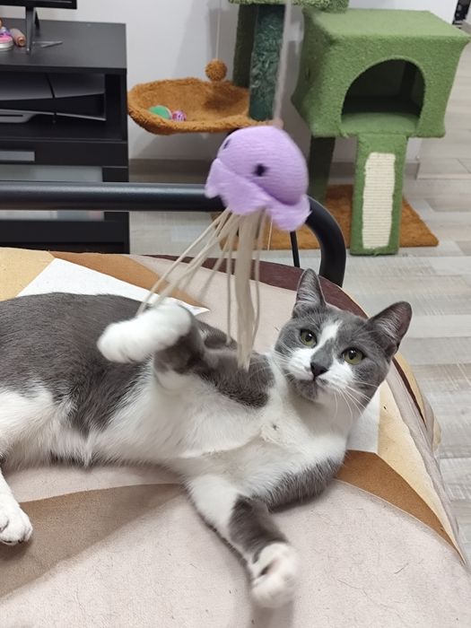 Adopție pereche pisici