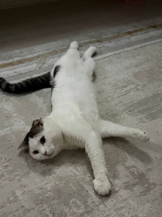 Кошка бесплатно. Мысық тегін