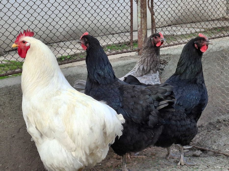 Oua incubat de vanzare