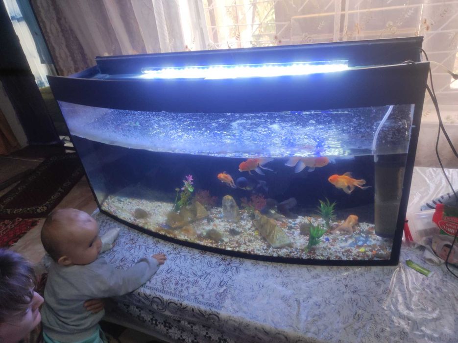 Akvarium balqlari bilan birga sotiladi