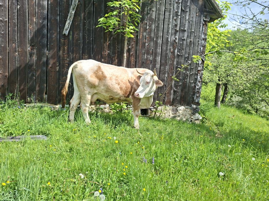 Vaci de vânzare Bran