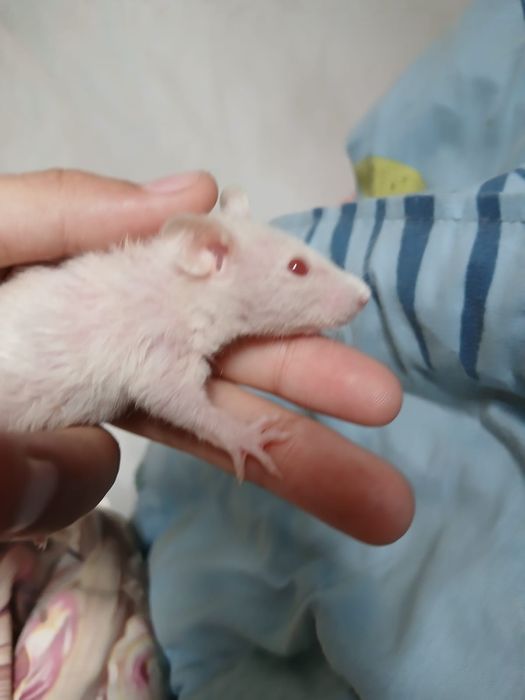 Продам декоративных крысят