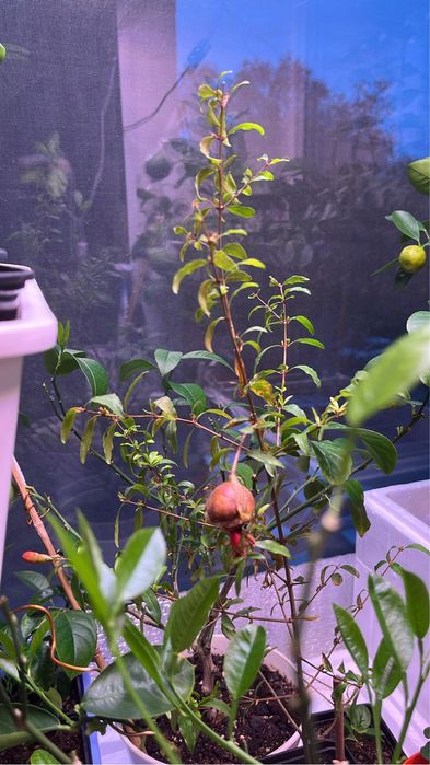 Гранат комнатный мини