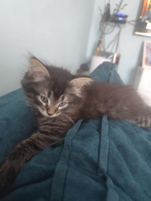 Котенок милый ищет дом