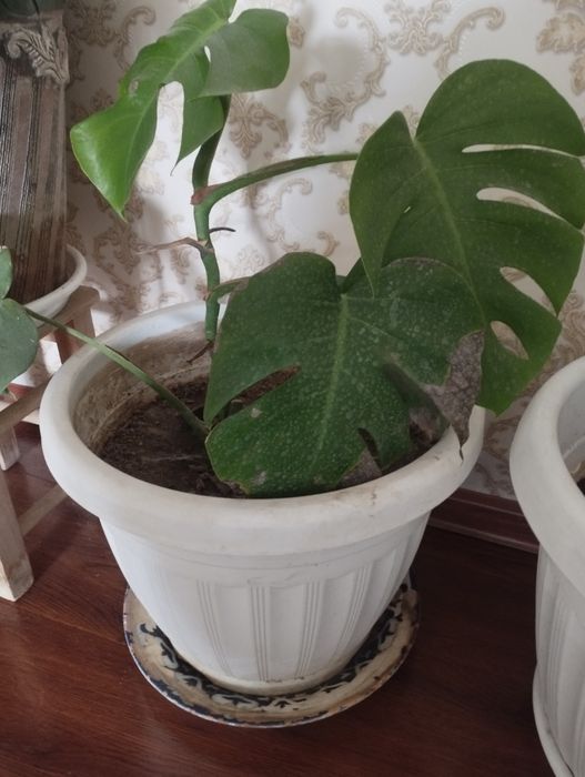 продаётся монстера