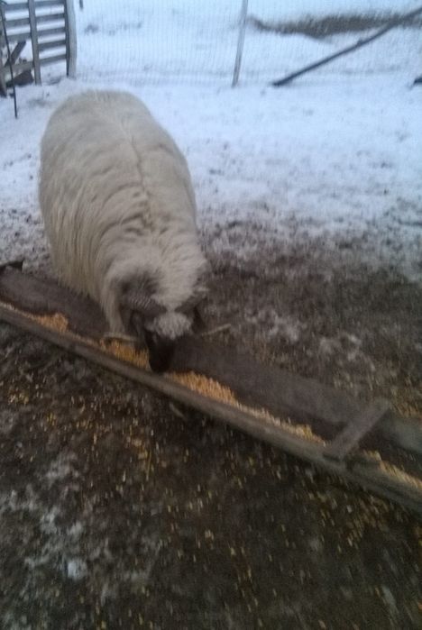 Vand.      Berbec bucălău
