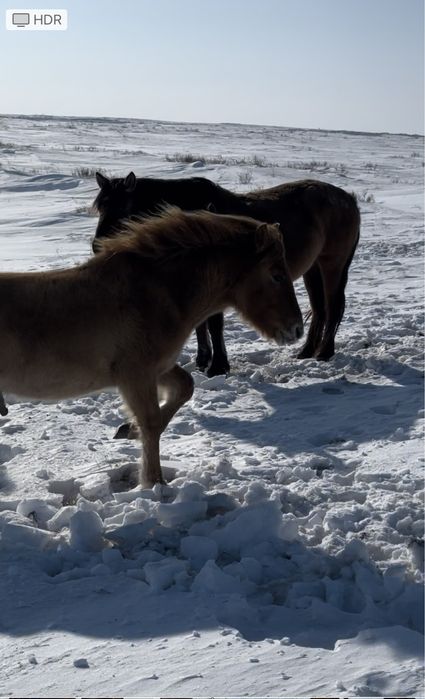 Мұғалжар МЗ жылқысы