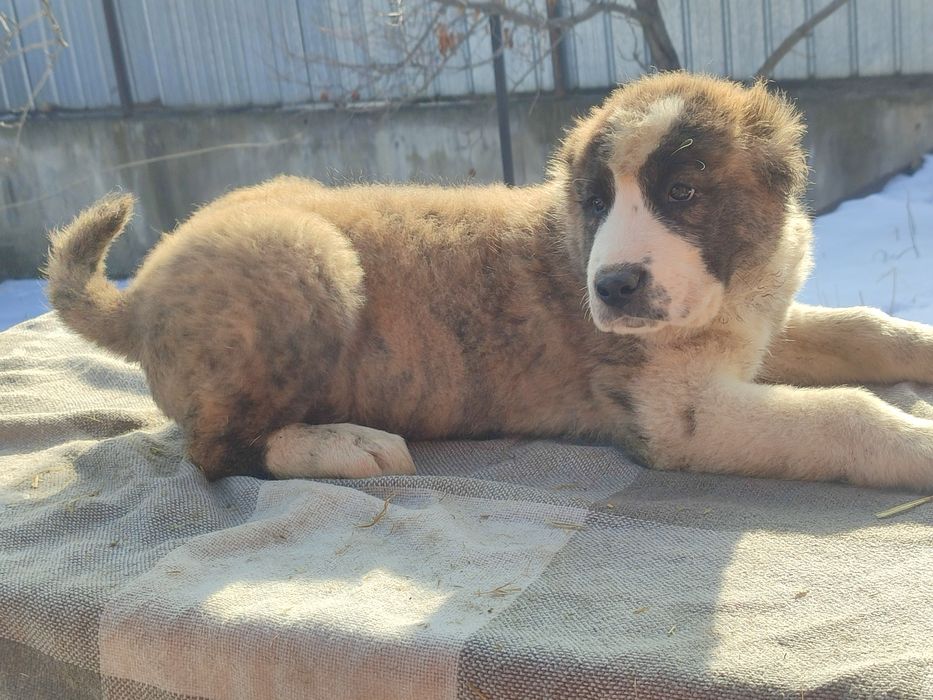 Шикарные породные щенки САО