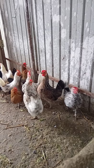 De vânzare găinușe pitice