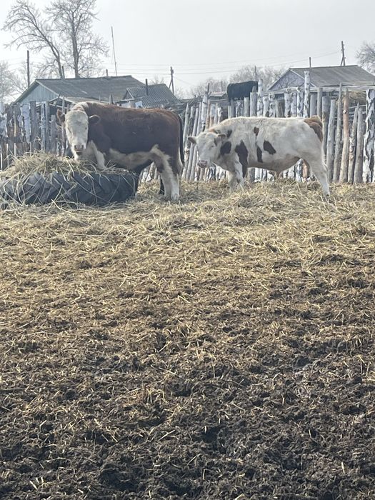 Проодам 8 быков