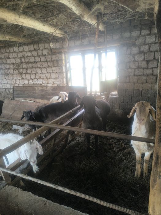 Qochqorlar  sotiladi