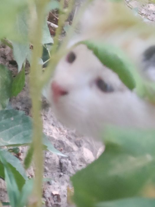Котенок ,девочка, 2 месяца.