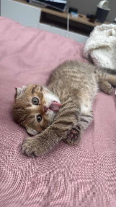 КОТЯТА Скоттиш-Страйт Вислоухие Скоттиш-Фолд
