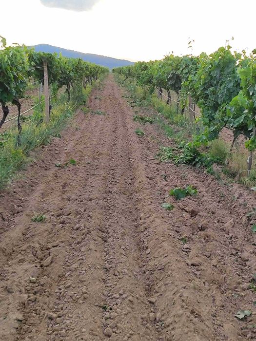 Продава се Земеделски имот в София, Челопечене -  кв.м за 2550 €/дка - Снимка #4