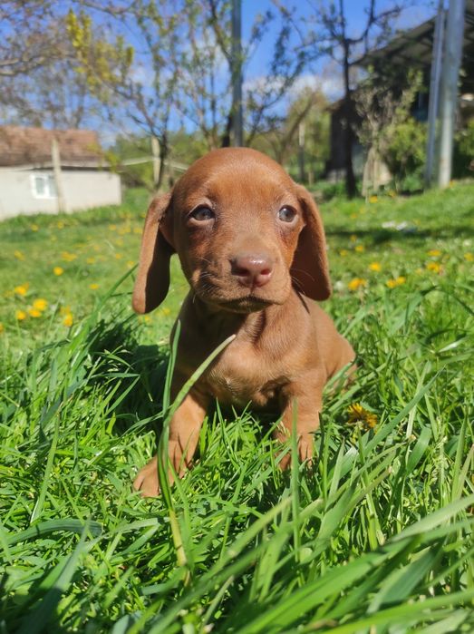 Catel Teckel Dachsund