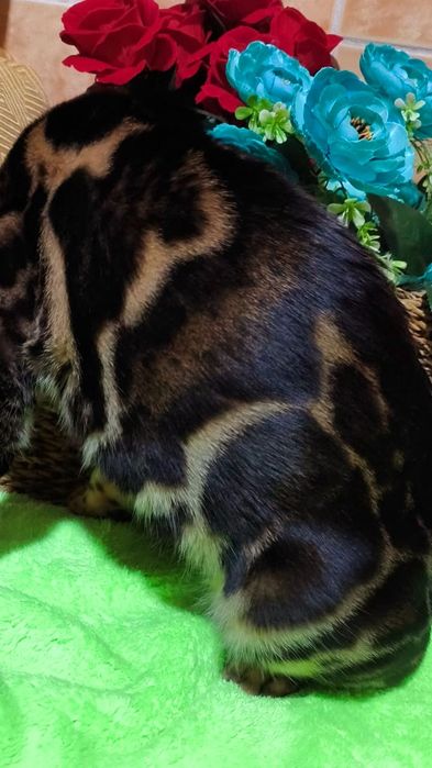 BENGAL котята Шоколад ( высший  класс )