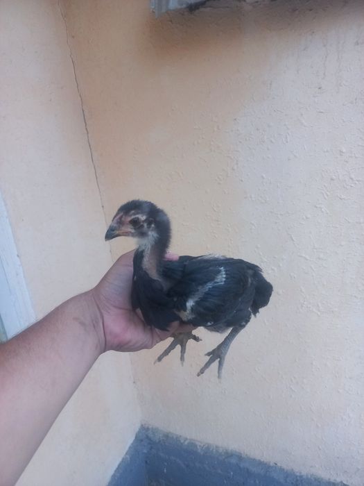 Sotiladi toza qonla zoti toza