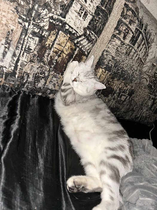 Ищем кошку для вязки