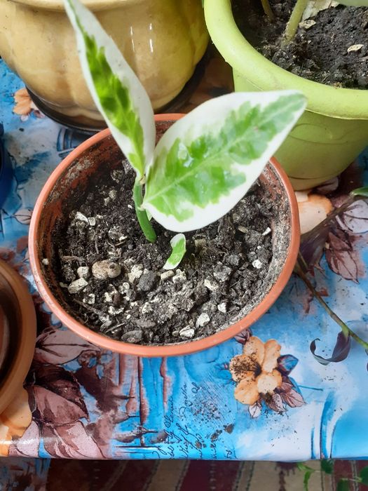 Продам комнатные цветы