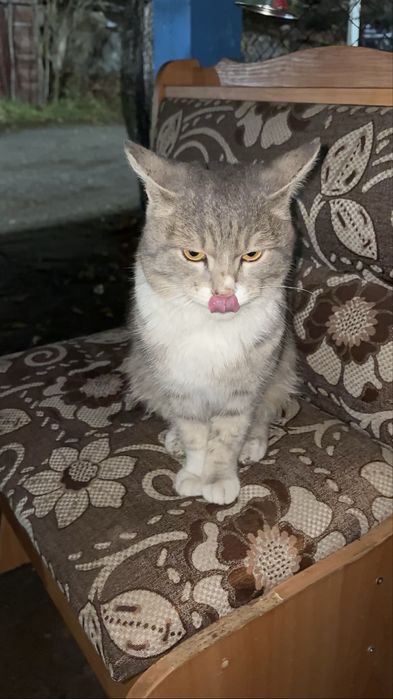 Молодой кот ищет дом