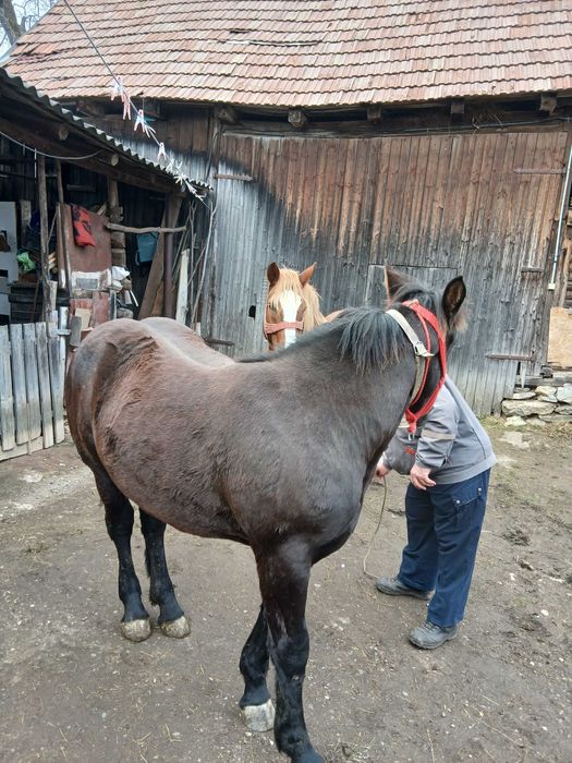 Vand manza de 9 luni