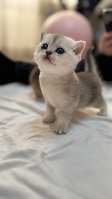 Продаются котята британские шиншилы