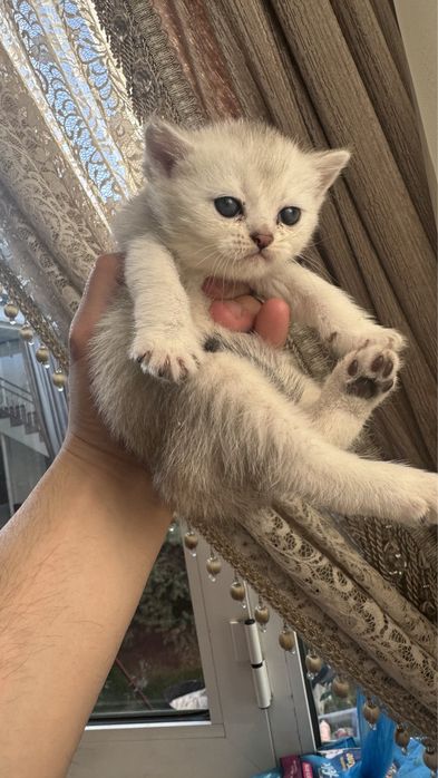 Britanskiy serebristaya zalataya shinshilla