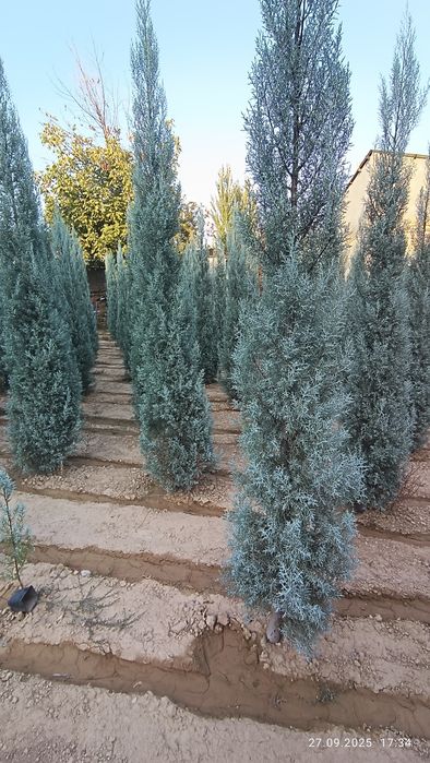 Кипарис Аризонский Италия